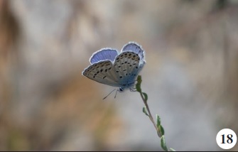  Plebejus christophi (Staudinger, 1874).