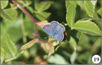 Plebejus morgianus (Kirby, 1871).