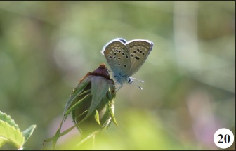Plebejus morgianus (Kirby, 1871).
