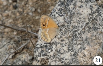Coenonympha saadi (Kollar, [1849]).