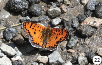 Melitaea interrupta Kolenati, 1846
