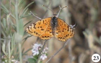Melitaea persea Kollar, 1849.