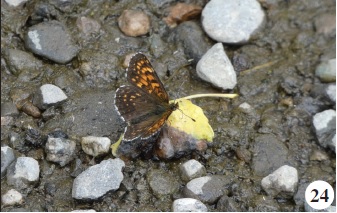 Melitaea caucasogenita Verity, 1930.