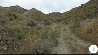 near Meghri, habitat of C. stauderi, S. hyrcanicum, L. phoenicura, C. saadi, H. pellucida, Ch. briseis, S. amasinus.