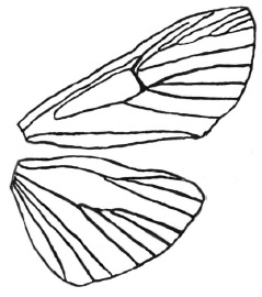 Alytana bifurcalis Seizmair, sp. n.,Geder.