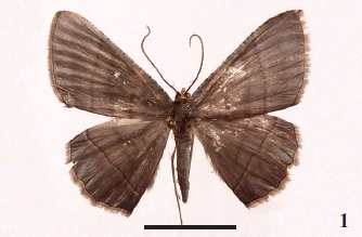 Bulonga milleri Expsito, sp. n., holotipo ♂.