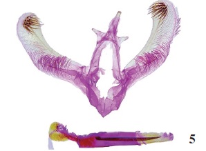 Genitalia ♂ Paratipo. Bulonga griseosericea Pagenstecher, 1886. 