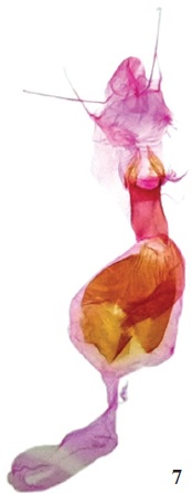 Genitalias ♀♀. (Trazohorizontal de 1 cm).