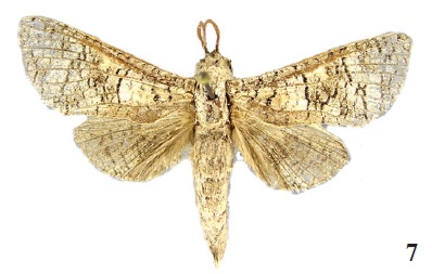 Aholcocerus sevastopuloi Yakovlev, 2011, holotype (NHMUK)
