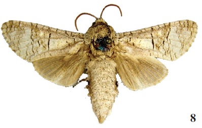 Aholcocerus verbeeki (Roepke, 1957), holotype (RMNH).