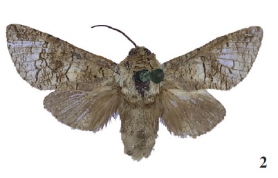 A. arorai Yakovlev & Singh, sp. n., holotype (ZSI)