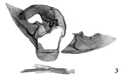 Male genitalia of A. arorai Yakovlev & Singh, sp. n.
