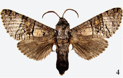 Aholcocerus ihleorum Yakovlev & Witt, 2009, holotype (MWM)