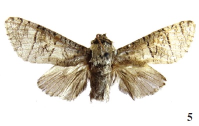 Aholcocerus jakli Yakovlev & Witt, 2016, Holotype (MWM)