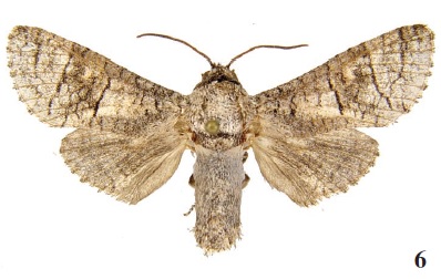 Aholcocerus ronkayorum Yakovlev, 2006, holotype (MWM)