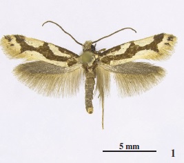 Neurothaumasia betancuriacola Gaedike & Falck, sp. n.
