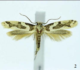 Neurothaumasia betancuriacola Gaedike & Falck, sp. n.