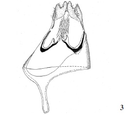 Neurothaumasia betancuriacola Gaedike & Falck, sp. n.
