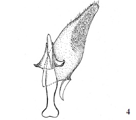 Neurothaumasia betancuriacola Gaedike & Falck, sp. n.