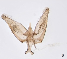 Neurothaumasia betancuriacola Gaedike & Falck, sp. n.