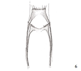 Neurothaumasia betancuriacola Gaedike & Falck, sp. n.
