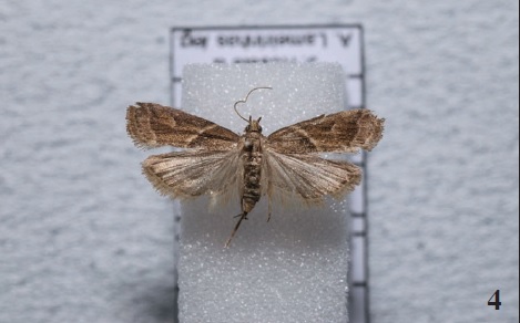 Nyctegretis ruminella (La Harpe, 1860), Constância (A. Lameirinhas).