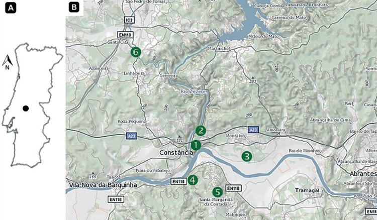 A. Constância location. B. Study.