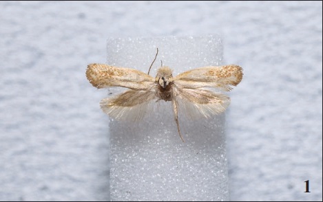 Reisserita flavofimbriella (Chrétien, 1925) Constância, (A. Lameirinhas).