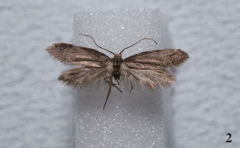 Agnoea filiella(Staudinger, 1859), Chamusca (A. Lameirinhas).