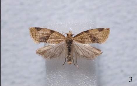 Clepsis peritana (Clemens, 1860), Constância (A.Lameirinhas).