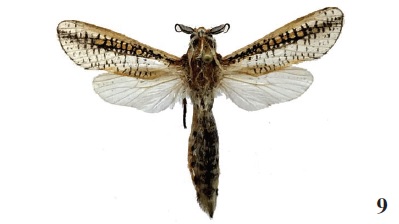 Azygophleps scalaris (F., 1775), ♂, Sierra
Leone, Loma Mountains, farmland/forest mosaic, 420 m,
11-15-VI-2016, N09º 07’ 47” / W11º 05’ 24”, leg. Takano, Miles & Goff (ANHRT: 2017.18) (coll. ANHRT).