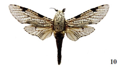  Pseudozeuzera biatra (Hamps., 1910), ♂, Sierra Leone, Western
area, Sussex S Freetown, 5 km E Sussex, 300 m, N 8º
20.964/W 13º 10.706, 10-11-IV-2010, leg. Rudloff (coll. MSW).