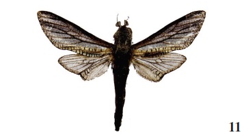 Tarsozeuzera 

livingstoni Yakl.,
2006, ♂, Sierra Leone, Tingi hills forest reserve, 800 m, Singi-Singi Mts., ca. 46 km NE Koido-Sefadu,
near Bandaperei (KONO), N8º
57.083/W10º 44.751, 11-15-IV-2010, leg. Rudloff (coll. MSW).