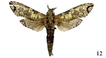 Strigocossus moderata (Wlk., 1856), Angola (coll. MWM).
