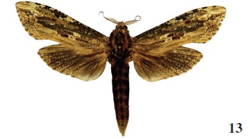 Strigocossus elephas Yakl., 2013, Angola (coll.
MWM).