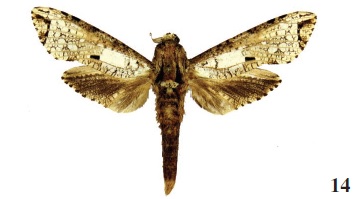  Strigocossus crassa (Dry., 1782), Angola (coll. MWM).