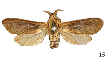Phragmataecia fuscifusa Hamps.,
1910, male, cotype (coll. NHMUK).