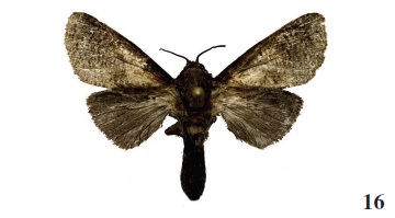 Holcoceroides ferrugineotincta Str., [1913], ♂,
Ivory Coast, Tai NP (coll. ANHRT).