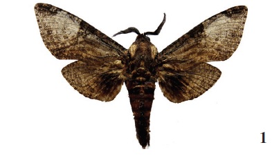 Macrocossus toluminus (Drc., 1887), ♂, Ivory Coast, Tingi Hills (ANHRT).