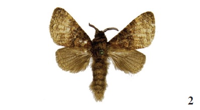 Mirocossus politzari Yakl.,
2011, ♂, Sierra Leone, Western area,
Sussex S Freetown, 5 km E Sussex, 300 m, N 8º 20.964/W 13º 10.706,
10-11-IV-2010, leg. Rudloff
(coll. MSW).