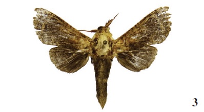 Assegaj clenchi Yakl., 2006, male,
Sierra Leone, Tingi hills forest reserve, 800 m, Singi-Singi Mts., ca. 46 km NE Koido-Sefadu,
near Bandaperei (KONO), N8º
57.083/W10º 44.751, 11-15-IV-2010, leg. Rudloff (coll. MSW).