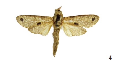 Aethalopteryx grandiplaga (Gde., 1930), ♂, NW Sierra-Leone, Kenema, I-1975, don
A. Allaer (coll. RMCA).