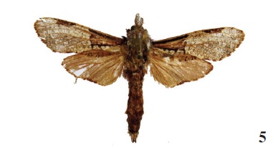 Aethalopteryx squameus (Dist., 1902), ♂, NW Sierra Leone, Kenema, I-1975, don.
A. Allaer (coll. RMCA).