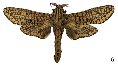 Alophonotus rauana (Str., 1909), male,
Sierra Leone, Goderich, Baoma,
N8º 25’ 41” / W 13º 15’ 47”, 12-XI-2014, R.W. Goff (ANHRT: 2019.♂) (coll. ANHRT).