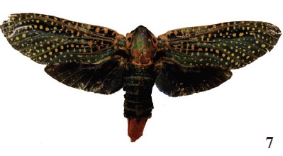 Paralophonotus auroguttatus (H.-S., [1854]), 0, Congo, Kwango (coll. RMCA).