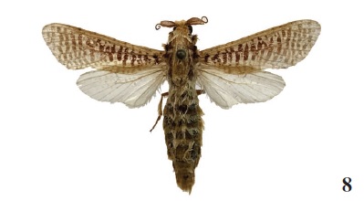 Azygophleps 

boisduvalli (H.-S., 1854), ♂, Sierra
Leone, Loma Mountains, farmland/forest mosaic, 420 m,
11-15-VI-2016, N09º 07’ 47” / W11º 05’ 24”, leg. Takano, Miles & Goff (ANHRT: 2017.18) (coll. ANHRT).