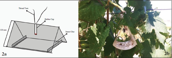 Delta PVC trap: 2a. Designed trap; 2b. Trap in the field.