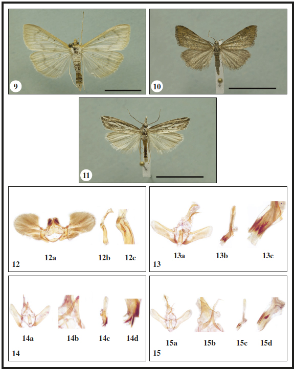 9. Hodebertia testalis, Glicarello. 10.Hyperlais siccalis,
Serra Ambruna. 11.Catoptria staudingeri, Tre Limiti. Scale bar 1
cm. 12-17.– Male genitalia. 12.Cynaeda gigantea, slide
CREA-0204: 12a. andropigio; 12b. phallus; 12c. detail of
cornuti. 13.Evergestis subfuscalis, slide CREA-0203; 13a. andropigio;
13b. phallus; 13c. detail of cornuti. 14.Evergestis
sophialis, slide CREA-0210; 14a. andropigio; 14b. gnathos; 14c.
phallus; 14d. detail of cornuti. 15. Evergestis infirmalis,
slide CREA-0209; 15a. andropigio; 15b. gnathos; 15c. phallus;
15d. detail of cornuti. Scale bar: 10 mm.
