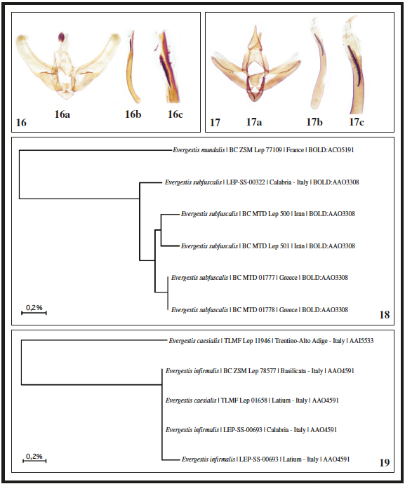 16. Udea languidalis, slide CREA-0164; 16a. andropigio;
16b. phallus; 16c. detail of cornuti. 17. Hyperlais siccalis,
slide CREA-0205; 17a. andropigio; 17b. phallus; 17c. detail
of cornuti. 18. Neighbor joining trees (Kimura 2-parameter distance model
for COI-5P marker) of the specimens belonging to the species pair Evergestis
mundalis / subfuscalis deposited in BOLD. 19. Neighbor joining
trees (Kimura 2- parameter distance model for COI-5P marker) of the specimens belonging
to the species pair Evergestis caesialis / infirmalis deposited
in BOLD.