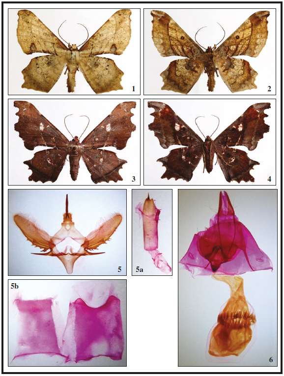 Xylinophylla hollowayi Expósito, sp. n.,
holotipo ♂. 1. Anverso. 2. Reverso. 3-4. Paratipo ♀.
3. Anverso. 4. Reverso. 5. Genitalia ♂, holotipo. 5a.
Aedeagus. 5b. Octavo segmento abdominal, preparación AEH
3313. 6. Ginopigio.